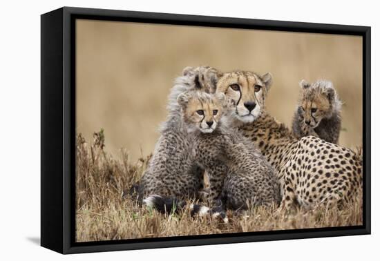 Cheetah with Cubs in Masai Mara National Reserve-Paul Souders-Framed Premier Image Canvas