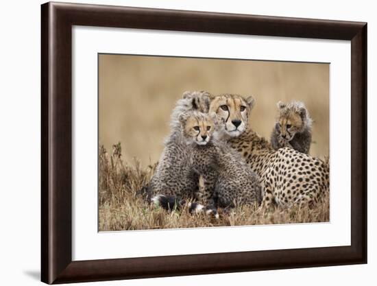 Cheetah with Cubs in Masai Mara National Reserve-Paul Souders-Framed Photographic Print