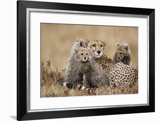 Cheetah with Cubs in Masai Mara National Reserve-Paul Souders-Framed Photographic Print