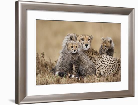 Cheetah with Cubs in Masai Mara National Reserve-Paul Souders-Framed Photographic Print