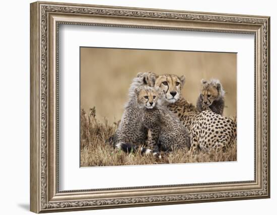 Cheetah with Cubs in Masai Mara National Reserve-Paul Souders-Framed Photographic Print