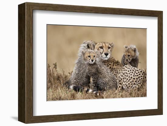 Cheetah with Cubs in Masai Mara National Reserve-Paul Souders-Framed Photographic Print