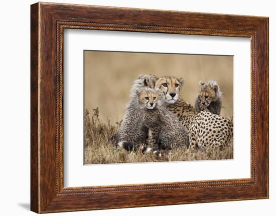 Cheetah with Cubs in Masai Mara National Reserve-Paul Souders-Framed Photographic Print