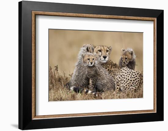 Cheetah with Cubs in Masai Mara National Reserve-Paul Souders-Framed Photographic Print