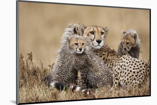 Cheetah with Cubs in Masai Mara National Reserve-Paul Souders-Mounted Photographic Print