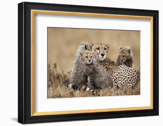 Cheetah with Cubs in Masai Mara National Reserve-Paul Souders-Framed Photographic Print