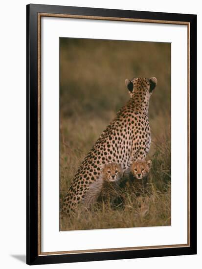 Cheetah with Cubs in Savannah-DLILLC-Framed Photographic Print