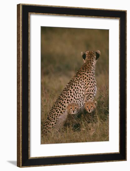 Cheetah with Cubs in Savannah-DLILLC-Framed Photographic Print