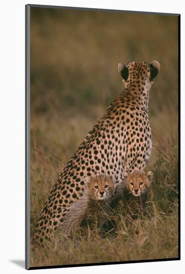 Cheetah with Cubs in Savannah-DLILLC-Mounted Photographic Print