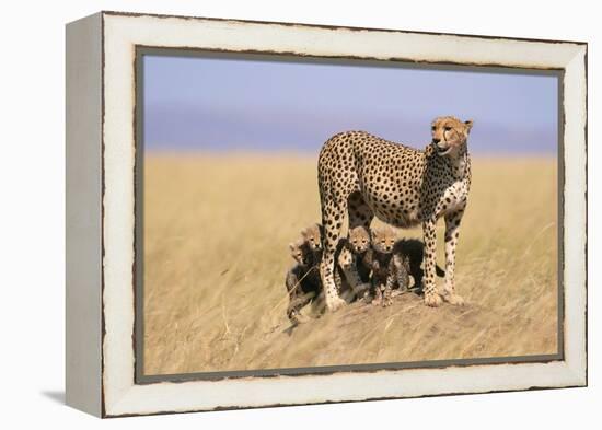 Cheetah with Four 6 Week-Old Cubs-null-Framed Premier Image Canvas