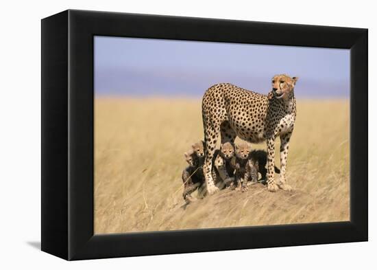 Cheetah with Four 6 Week-Old Cubs-null-Framed Premier Image Canvas