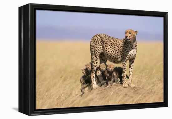 Cheetah with Four 6 Week-Old Cubs-null-Framed Premier Image Canvas