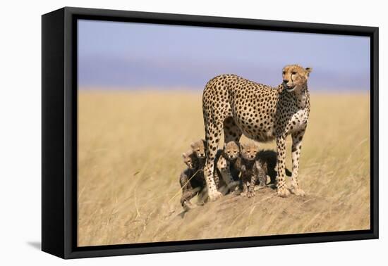 Cheetah with Four 6 Week-Old Cubs-null-Framed Premier Image Canvas