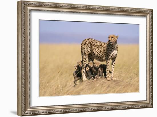 Cheetah with Four 6 Week-Old Cubs-null-Framed Photographic Print