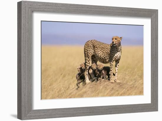 Cheetah with Four 6 Week-Old Cubs-null-Framed Photographic Print