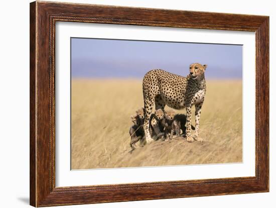 Cheetah with Four 6 Week-Old Cubs-null-Framed Photographic Print