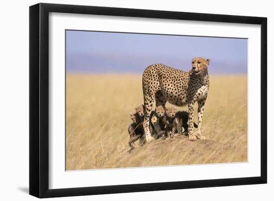 Cheetah with Four 6 Week-Old Cubs-null-Framed Photographic Print
