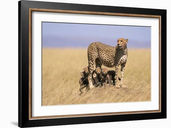 Cheetah with Four 6 Week-Old Cubs-null-Framed Photographic Print