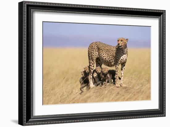 Cheetah with Four 6 Week-Old Cubs-null-Framed Photographic Print