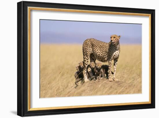 Cheetah with Four 6 Week-Old Cubs-null-Framed Photographic Print