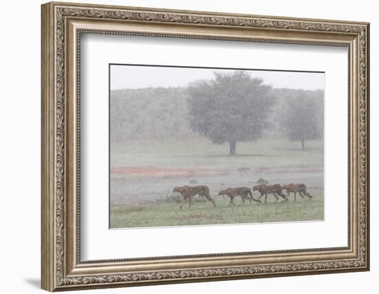 Cheetah with juveniles in storm, Kgalagadi Transfrontier Park-Ann & Steve Toon-Framed Photographic Print