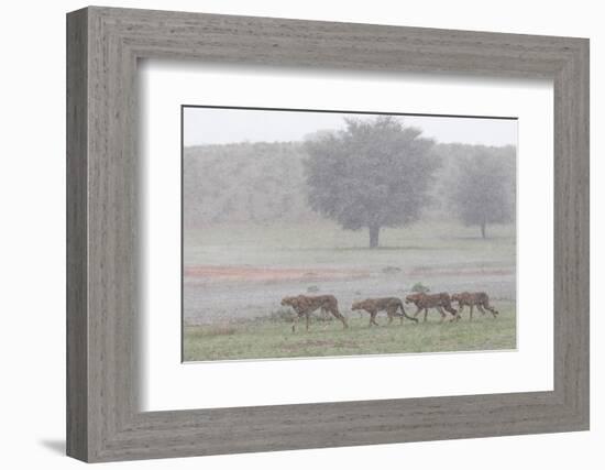 Cheetah with juveniles in storm, Kgalagadi Transfrontier Park-Ann & Steve Toon-Framed Photographic Print