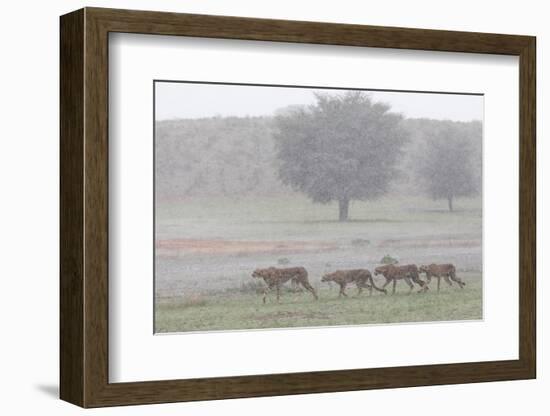 Cheetah with juveniles in storm, Kgalagadi Transfrontier Park-Ann & Steve Toon-Framed Photographic Print