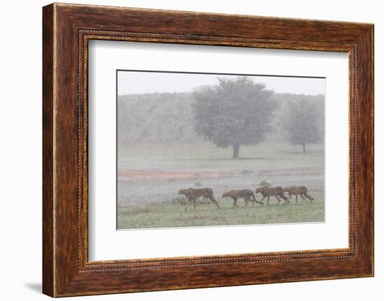 Cheetah with juveniles in storm, Kgalagadi Transfrontier Park-Ann & Steve Toon-Framed Photographic Print