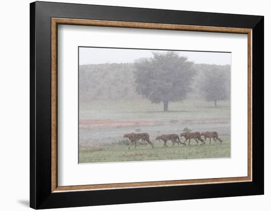 Cheetah with juveniles in storm, Kgalagadi Transfrontier Park-Ann & Steve Toon-Framed Photographic Print