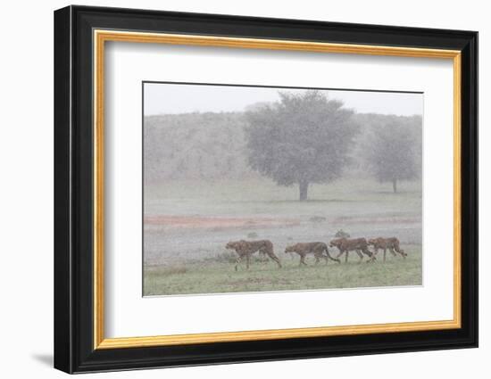 Cheetah with juveniles in storm, Kgalagadi Transfrontier Park-Ann & Steve Toon-Framed Photographic Print