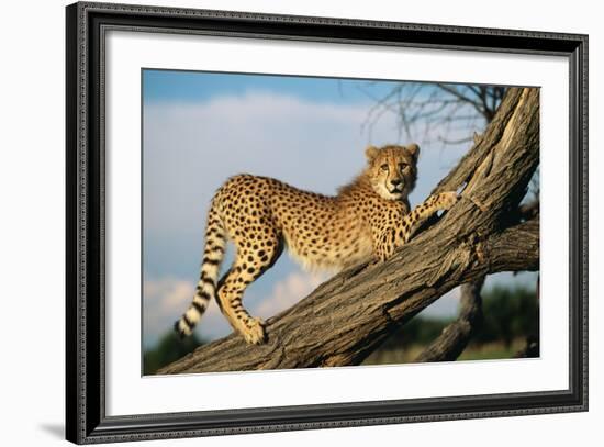 Cheetah Young Stretches on Tree Trunk-null-Framed Photographic Print