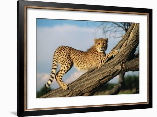 Cheetah Young Stretches on Tree Trunk-null-Framed Photographic Print