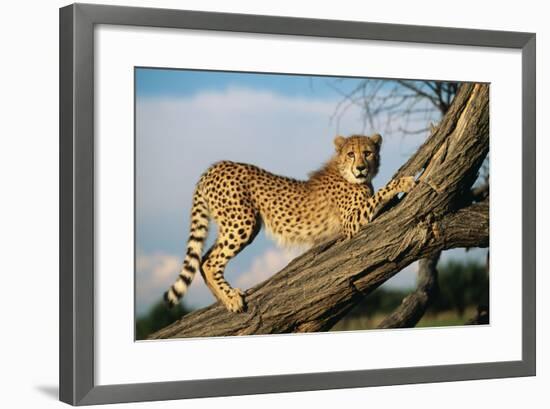 Cheetah Young Stretches on Tree Trunk-null-Framed Photographic Print