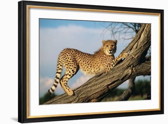 Cheetah Young Stretches on Tree Trunk-null-Framed Photographic Print