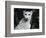 Cheetah-Henry Horenstein-Framed Photographic Print