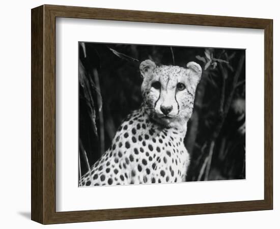 Cheetah-Henry Horenstein-Framed Photographic Print