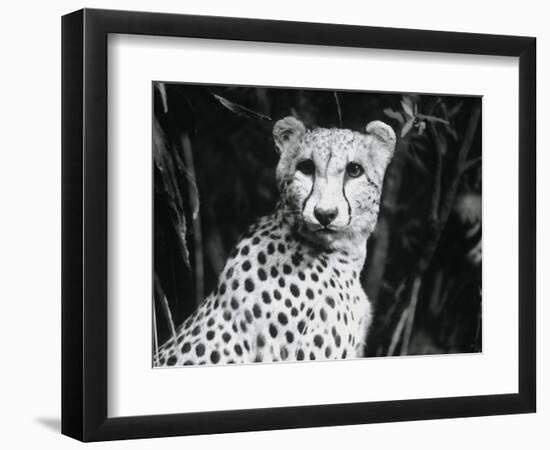 Cheetah-Henry Horenstein-Framed Photographic Print