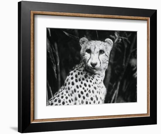 Cheetah-Henry Horenstein-Framed Photographic Print