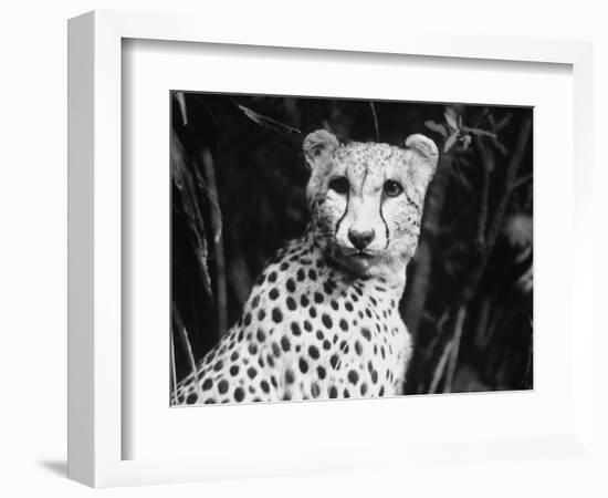 Cheetah-Henry Horenstein-Framed Photographic Print