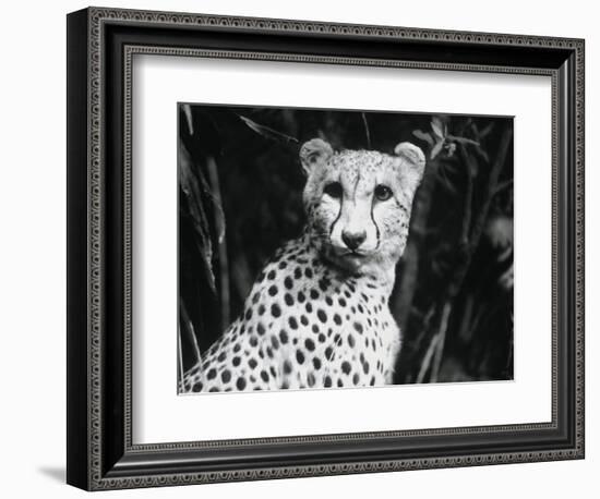 Cheetah-Henry Horenstein-Framed Photographic Print