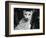 Cheetah-Henry Horenstein-Framed Photographic Print