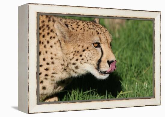 Cheetah-benshots-Framed Premier Image Canvas