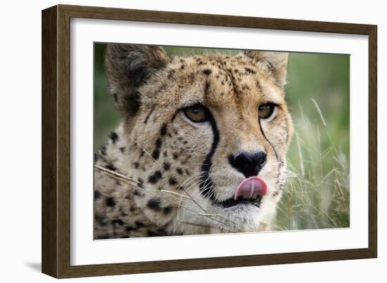 Cheetah-Linda Wright-Framed Photographic Print