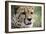 Cheetah-Linda Wright-Framed Photographic Print