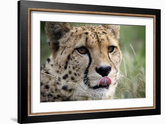 Cheetah-Linda Wright-Framed Photographic Print