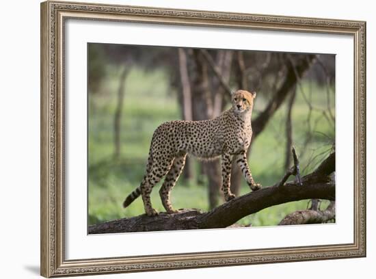 Cheetah-DLILLC-Framed Photographic Print