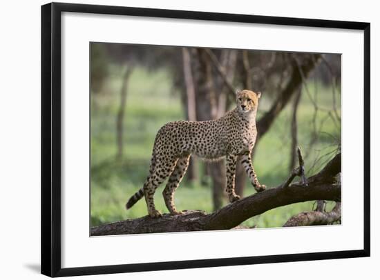 Cheetah-DLILLC-Framed Photographic Print