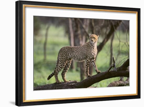 Cheetah-DLILLC-Framed Photographic Print