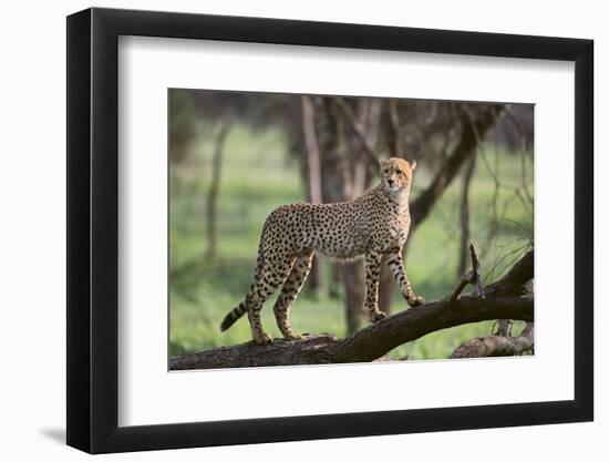 Cheetah-DLILLC-Framed Photographic Print