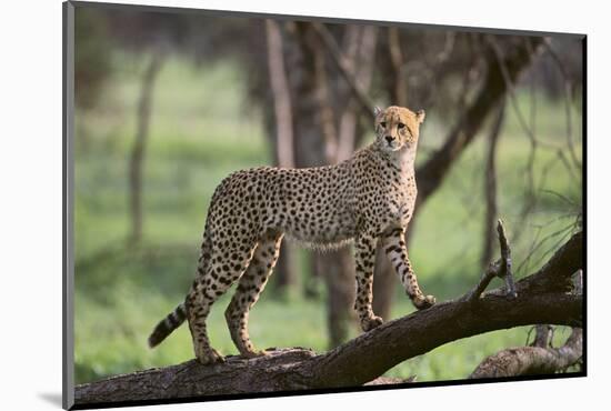 Cheetah-DLILLC-Mounted Photographic Print